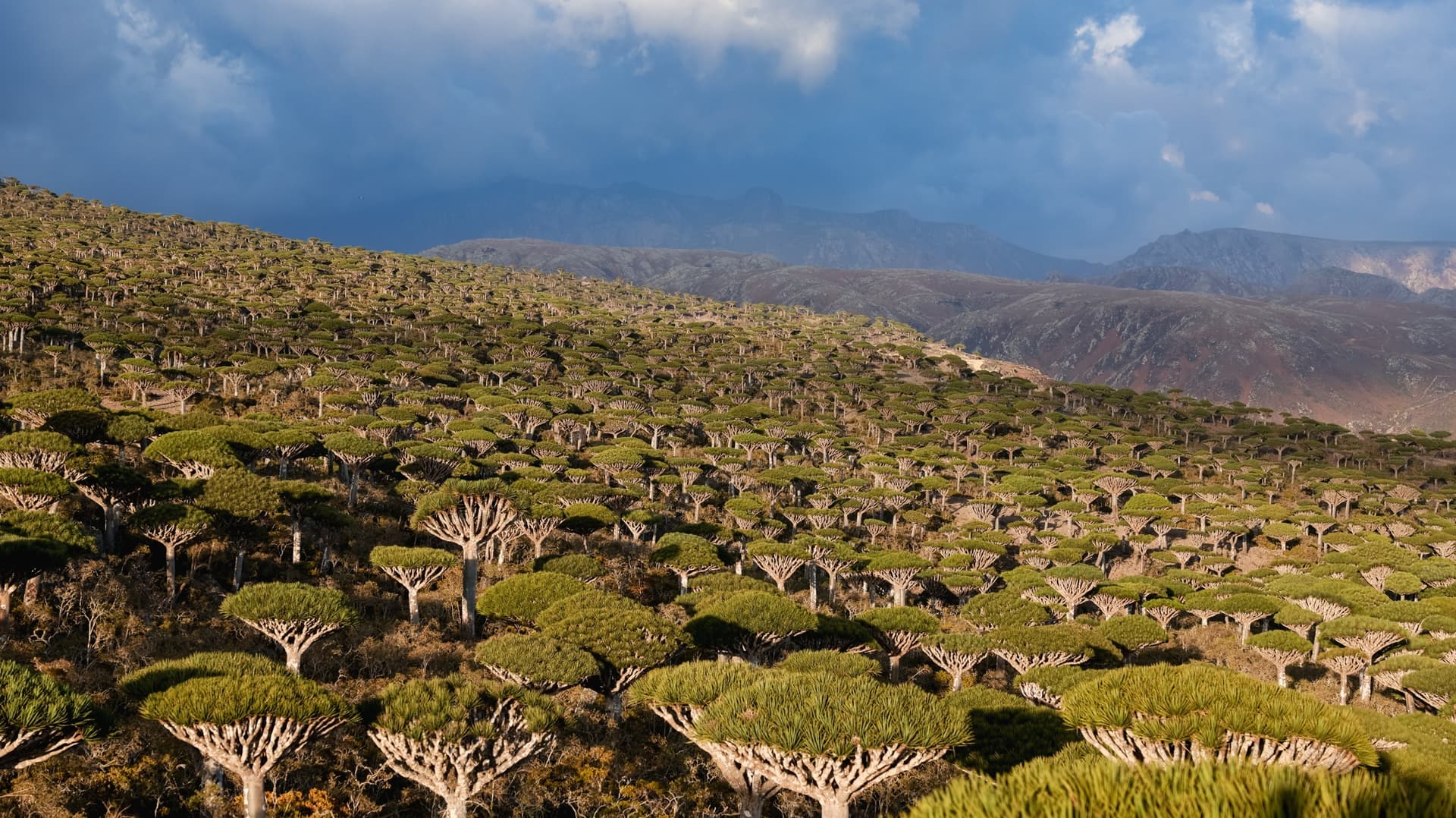 Plateau de Diksam